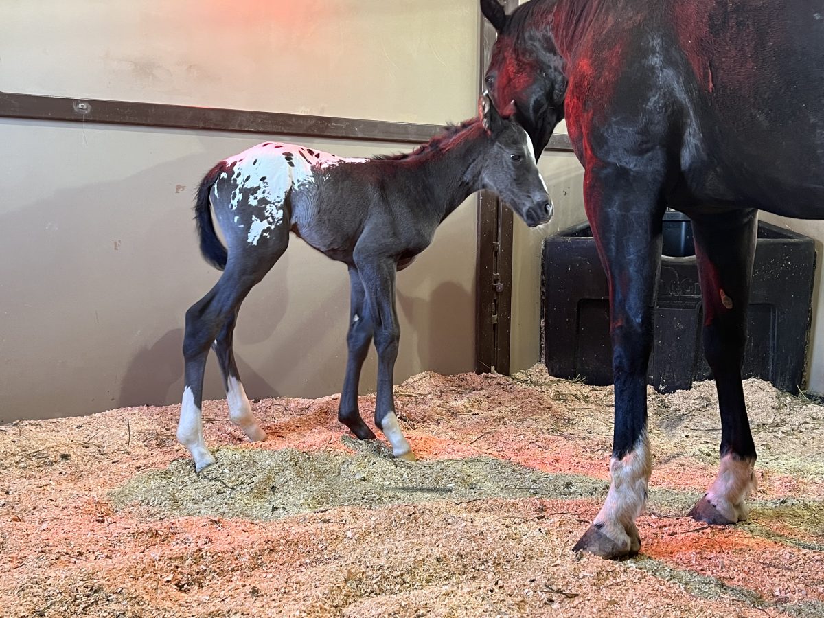 Sire: Neon Wrangler Dam: Kenzibug