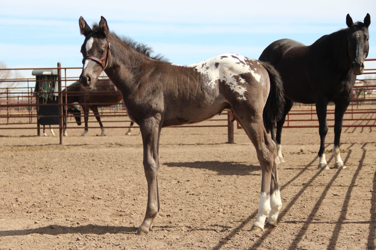 Sire: Neon Wrangler Dam: Kenzibug