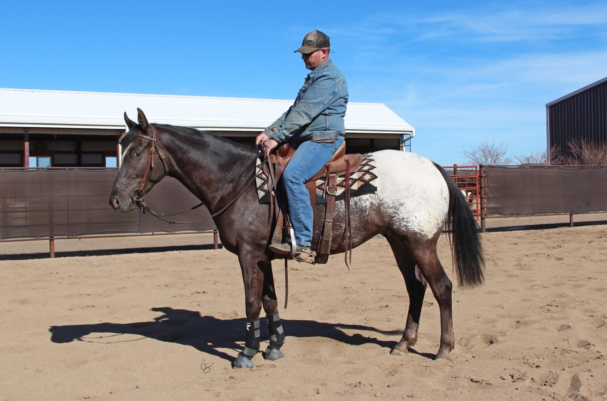 Sire: Neon Cowboy Dam: Tonks Tiger Lily