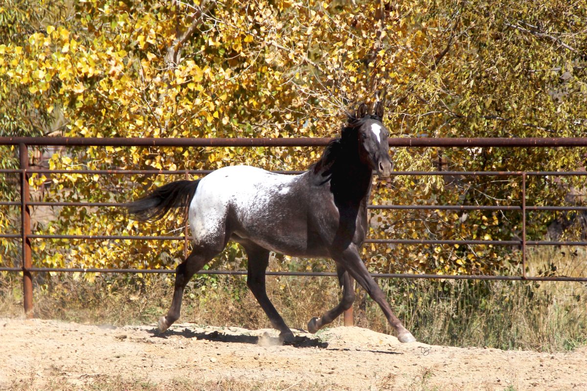 Sire: Neon Wrangler Dam: Tonks Tiger Lily