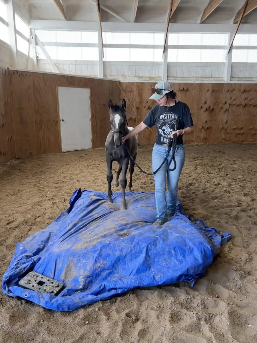 Foal Neon Cowboy