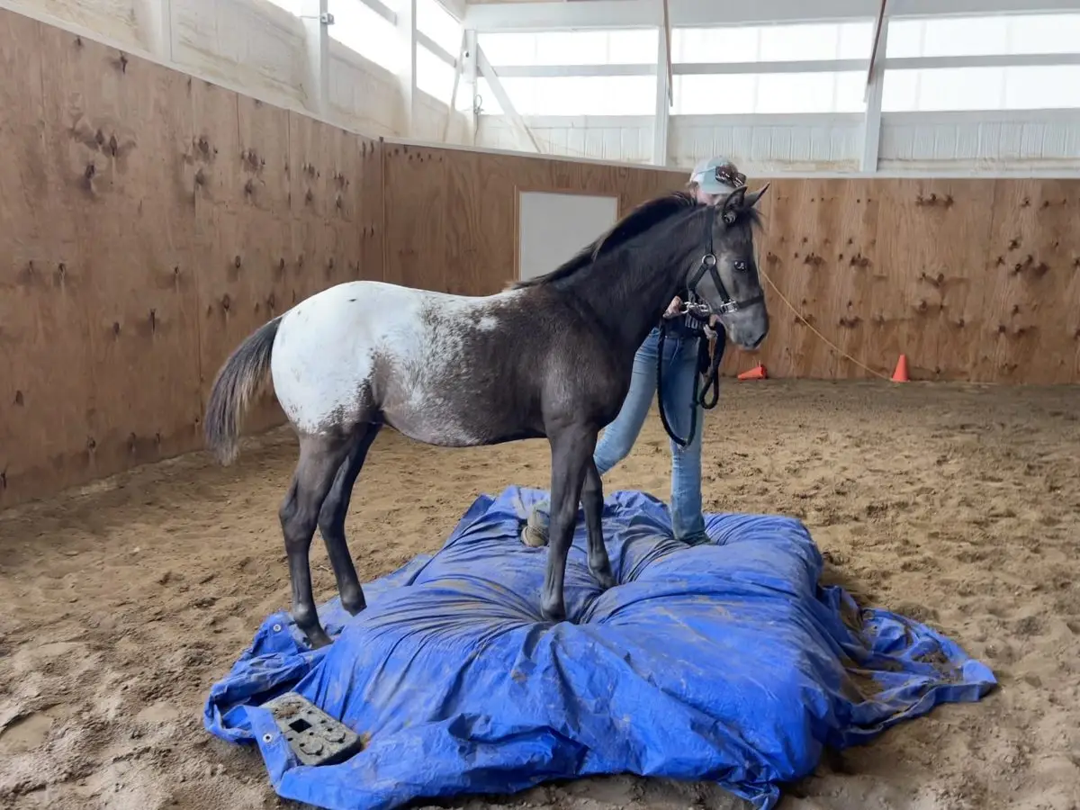 Neon Cowboy Foal