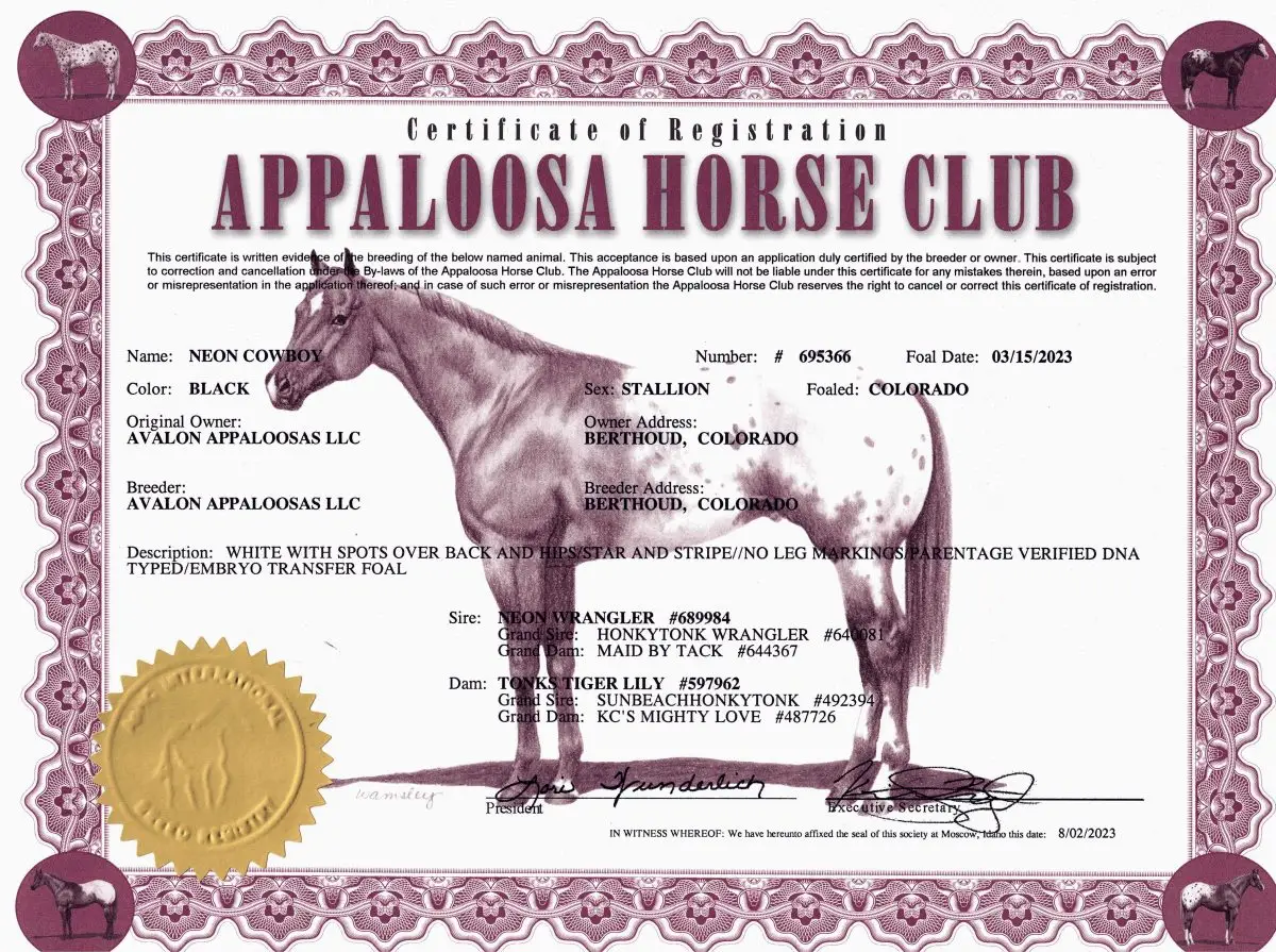 Neon Cowboy- Certificate of Foal Registration - Appaloosa Horse Club