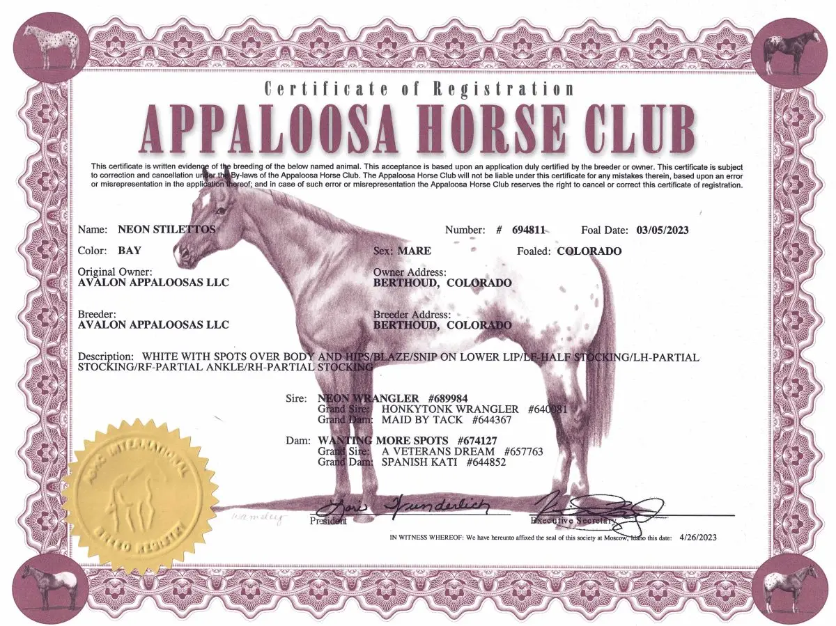 Neon Stilettos - Certificate of Foal Registration - Appaloosa Horse Club