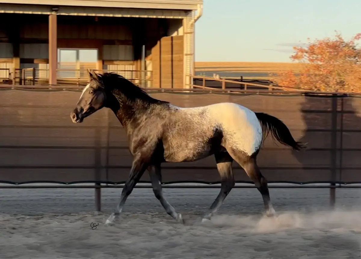Sire: Neon Wrangler Dam: Tonks Tiger Lily