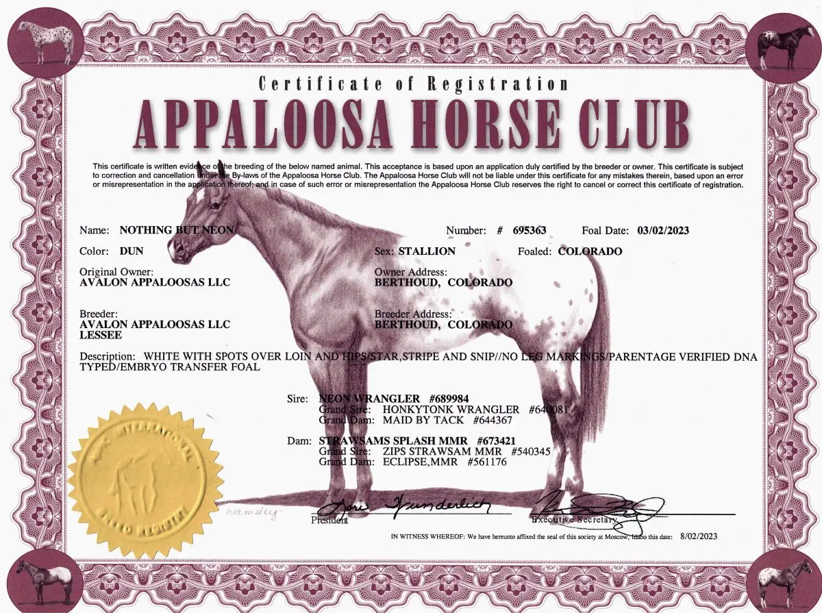 Nothing But Neon - Certificate of Foal Registration - Appaloosa Horse Club
