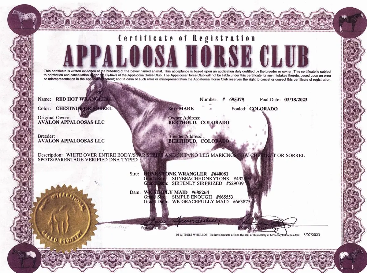 Red Hot Wrangler - Certificate of Foal Registration - Appaloosa Horse Club
