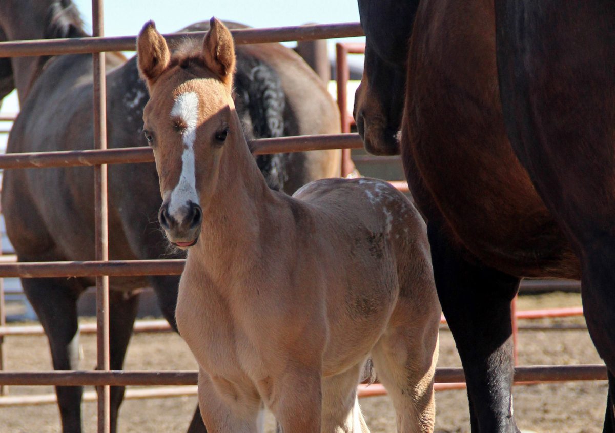 Sire: Neon Wrangler Dam: Strawsams Splash MMR