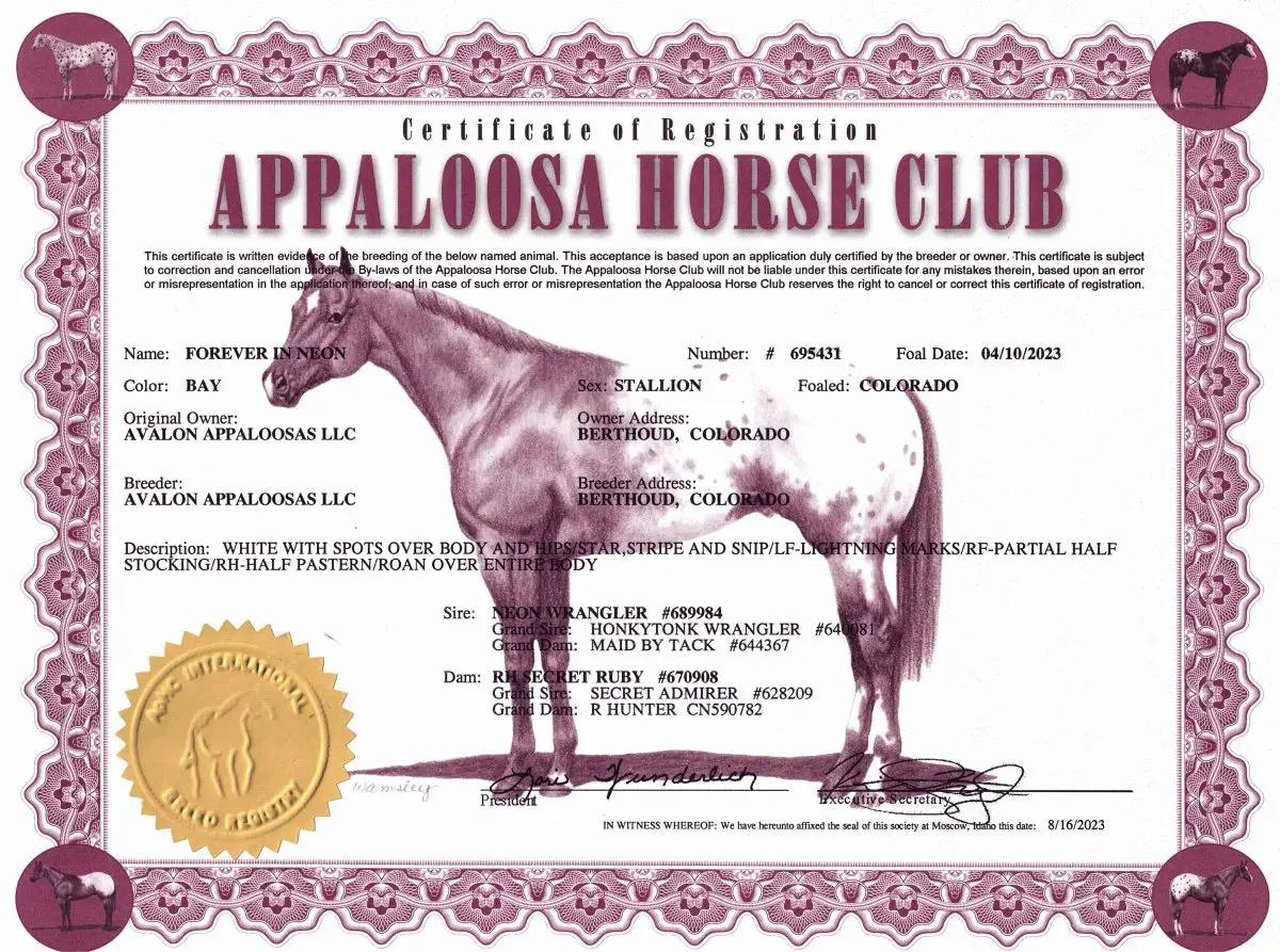 Forever In Neon - Certificate of Foal Registration - Appaloosa Horse Club