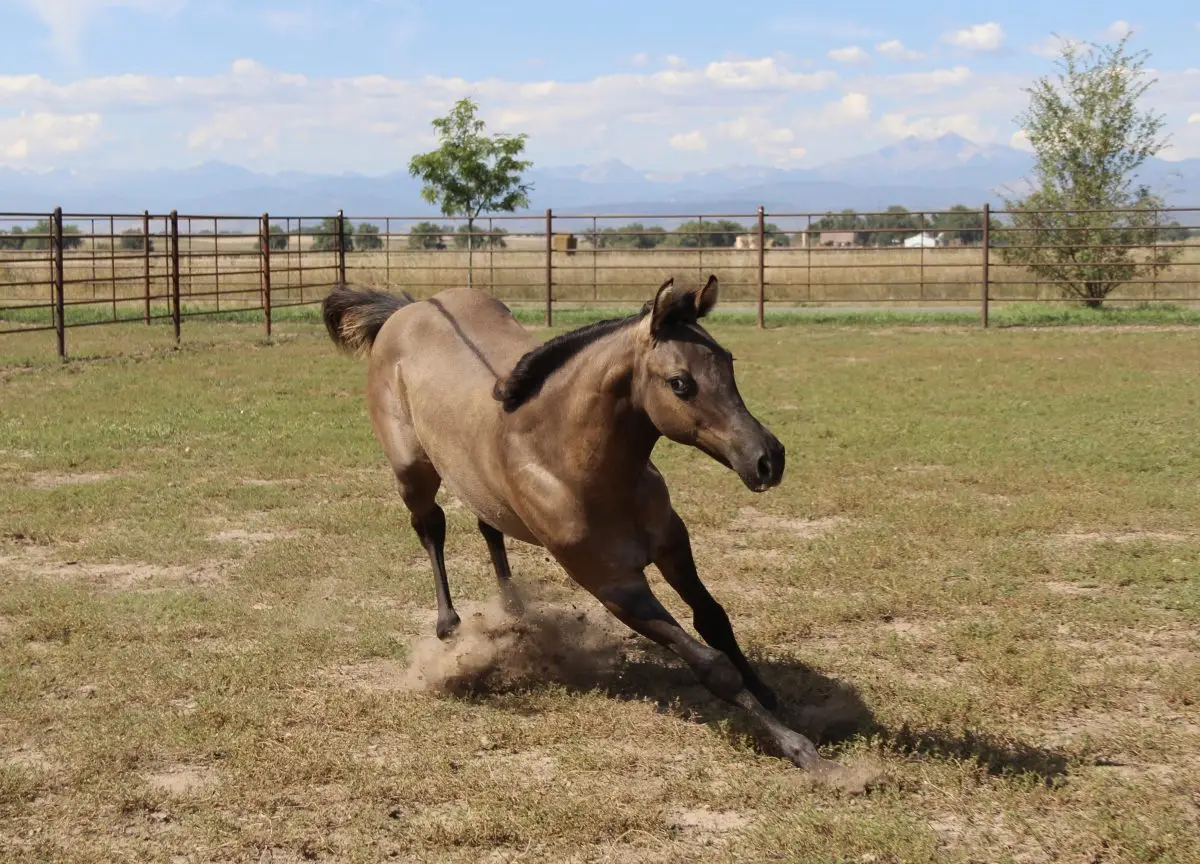 Wranglers Sucha Diva