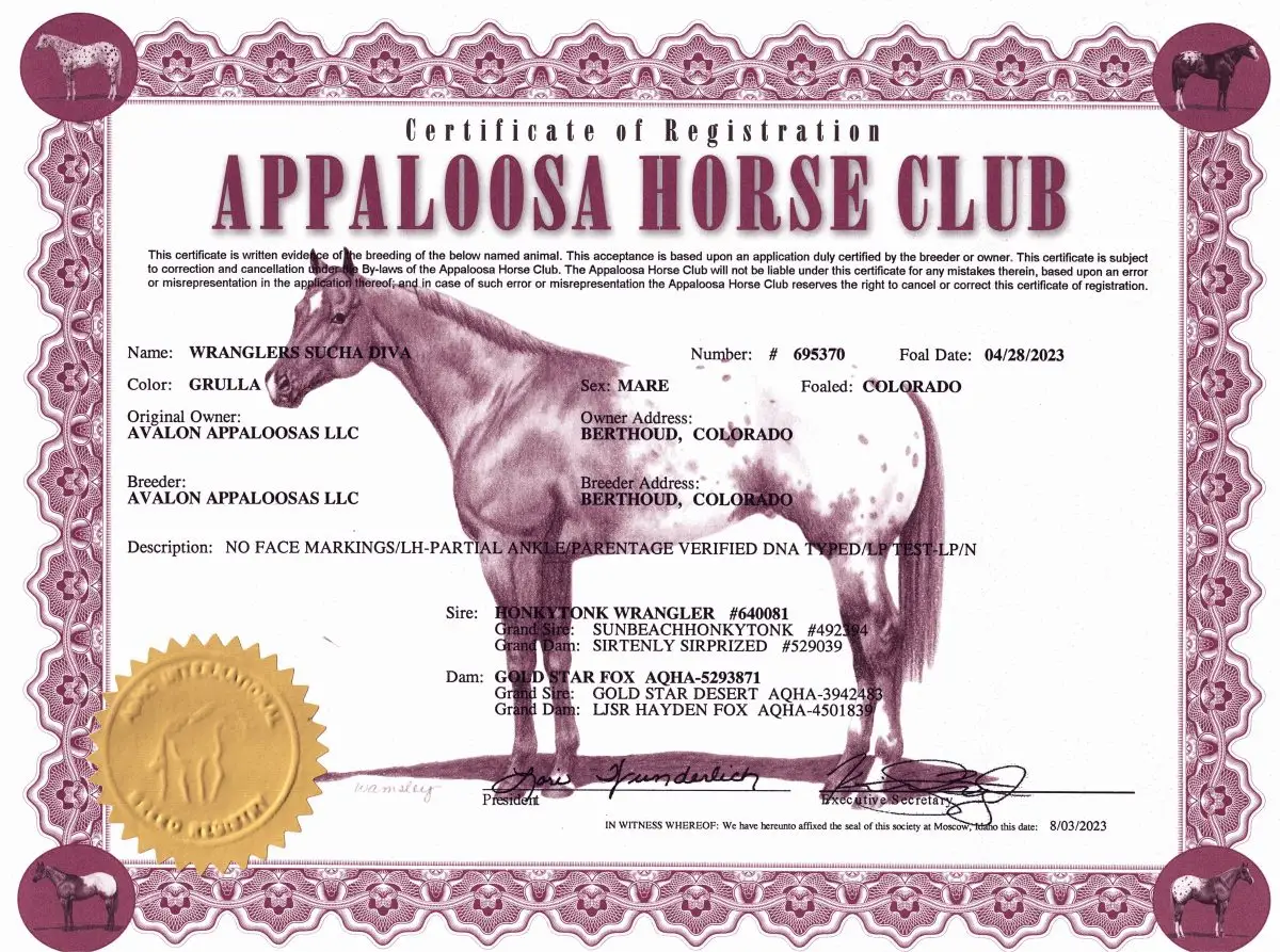 Wranglers Sucha Diva - Certificate of Foal Registration - Appaloosa Horse Club