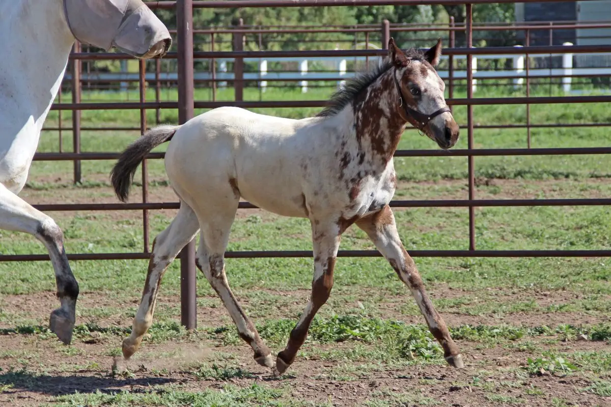 Front Range Wrangler Foal