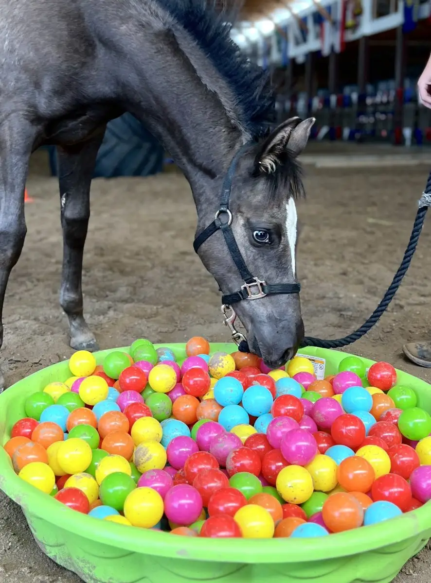 Fun House Balls Horse