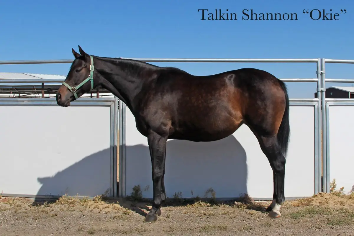 Talkin Shannon Okie Horse