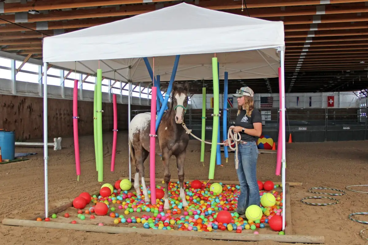 Kailee and Neon Stilettos Foal Horse