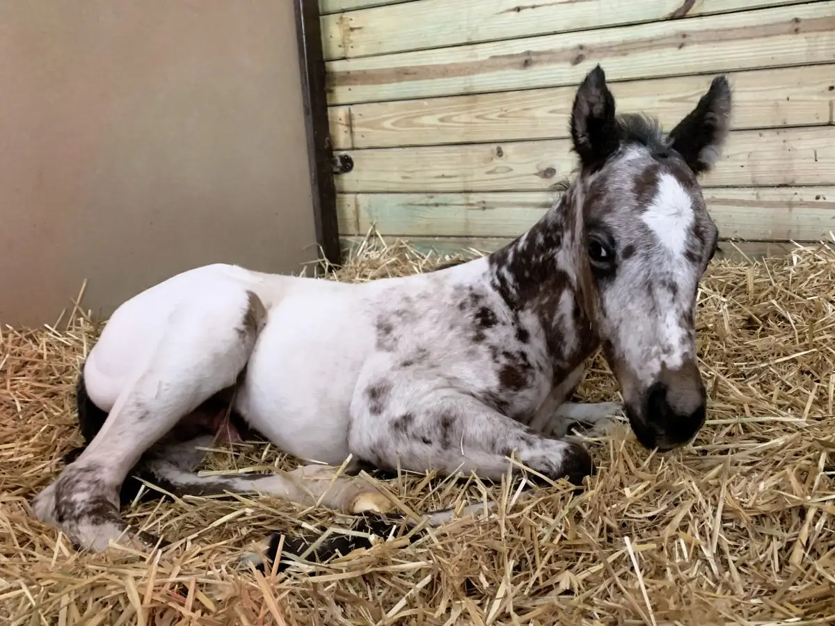 Front Range Wrangler - Certificate of Foal Registration - Appaloosa Horse Club