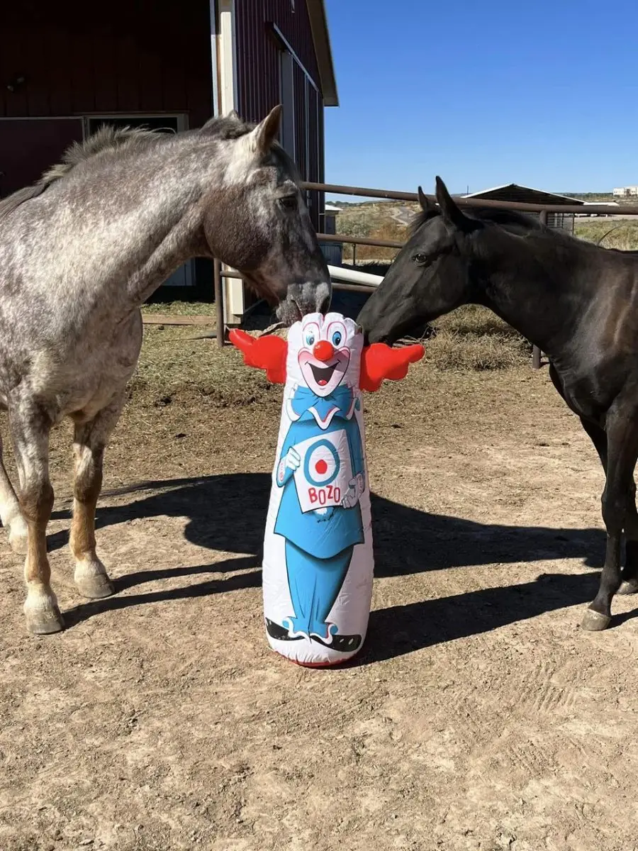 SIre: Honkytonk Wrangler Dam: DB Jodys Pepo