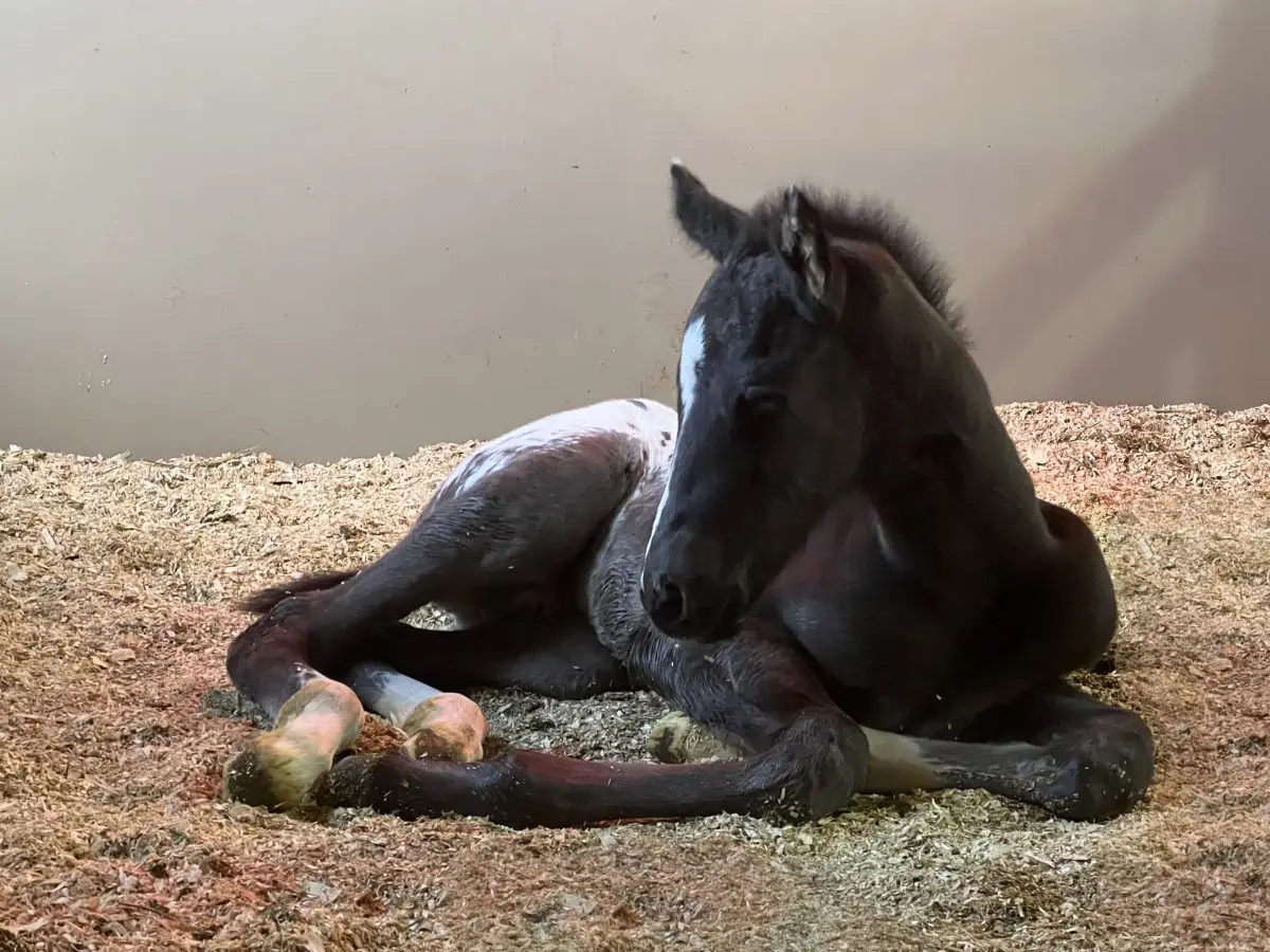 Neon Night Moves Foal