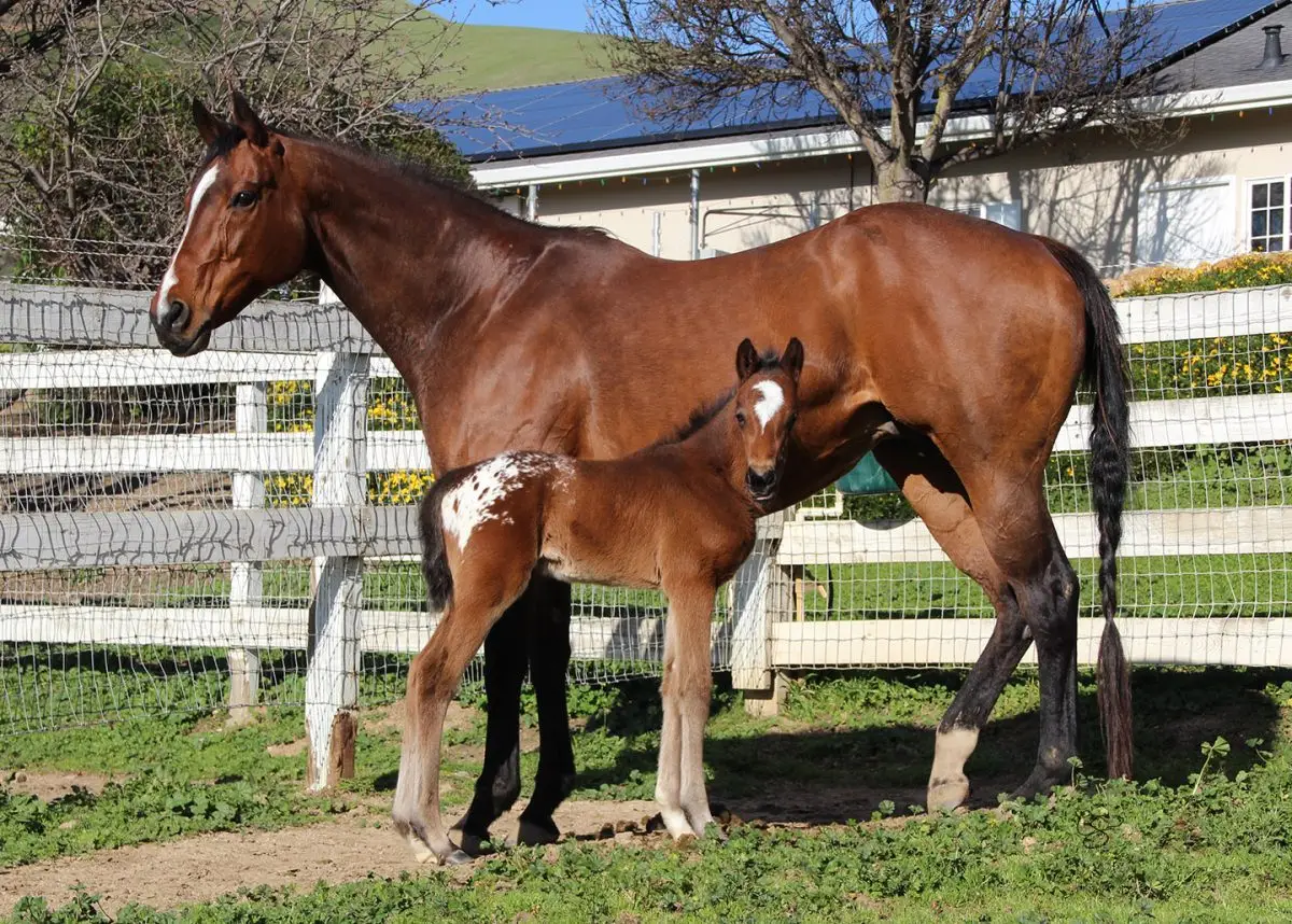 SIre: Honkytonk Wrangler Dam: Place To Hide (JC)