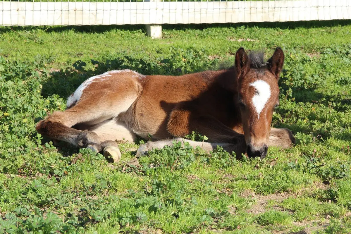 SIre: Honkytonk Wrangler Dam: Place To Hide (JC)