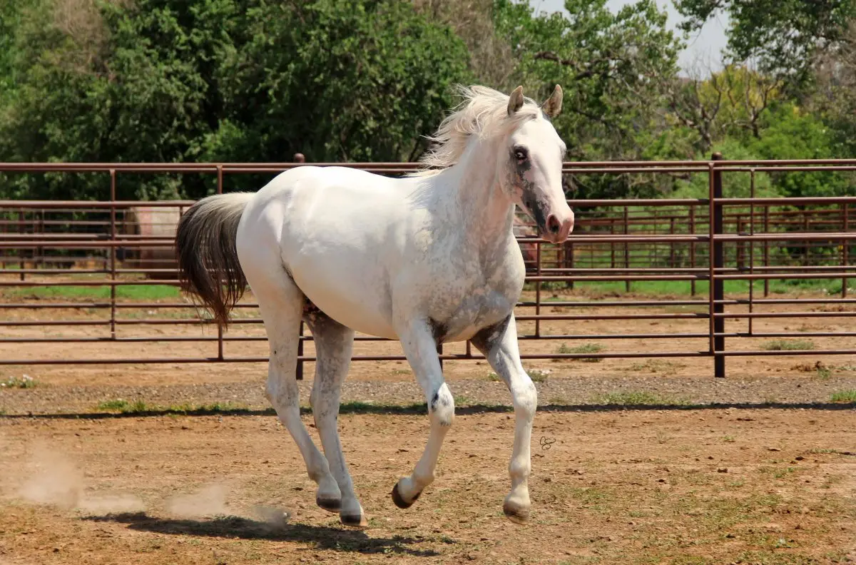 Neon's Most Wanted Horse