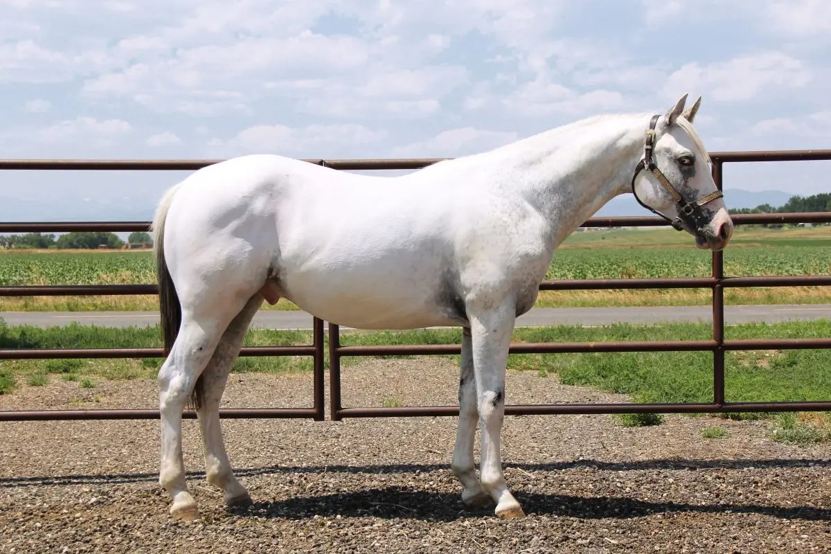 Neon's Most Wanted White Horse