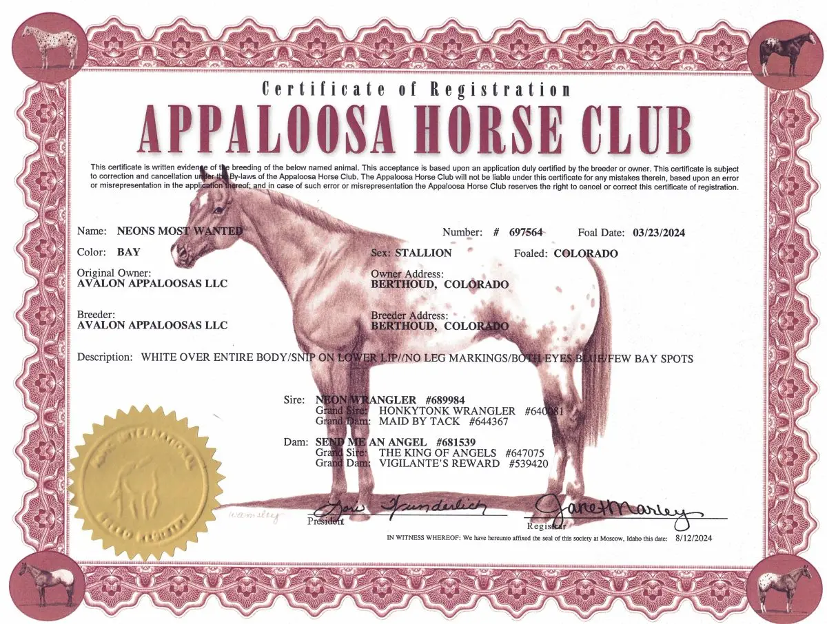 Neon's Most Wanted - certificate of foal registration - Appaloosa Horse Club