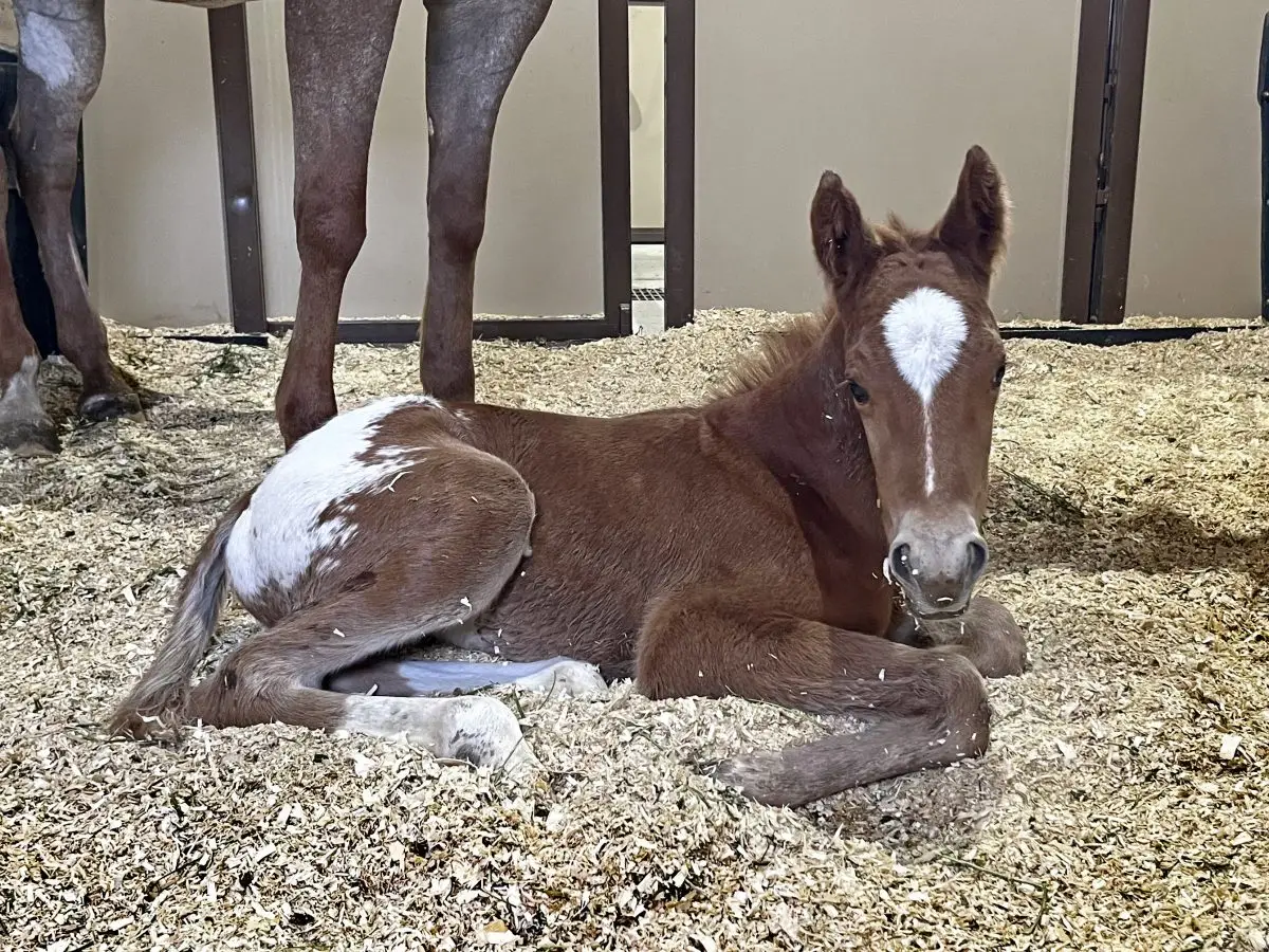 Wranglers Red Ryder Foal Stallion