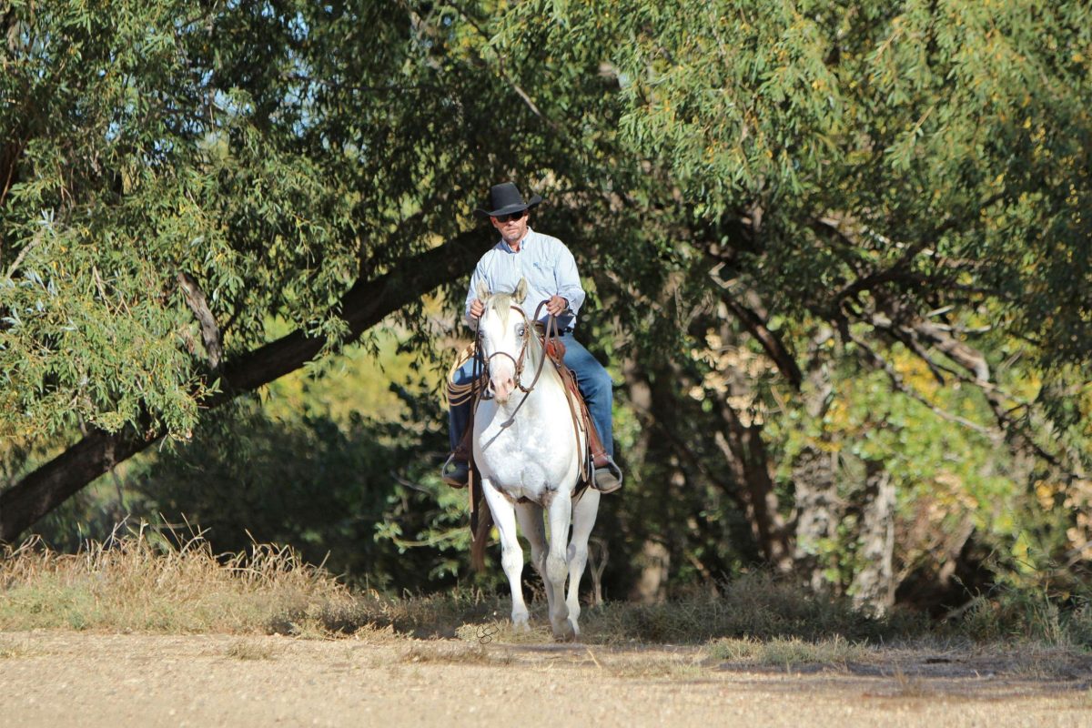 Sire: Neon Wrangler Dam: Send Me An Angel