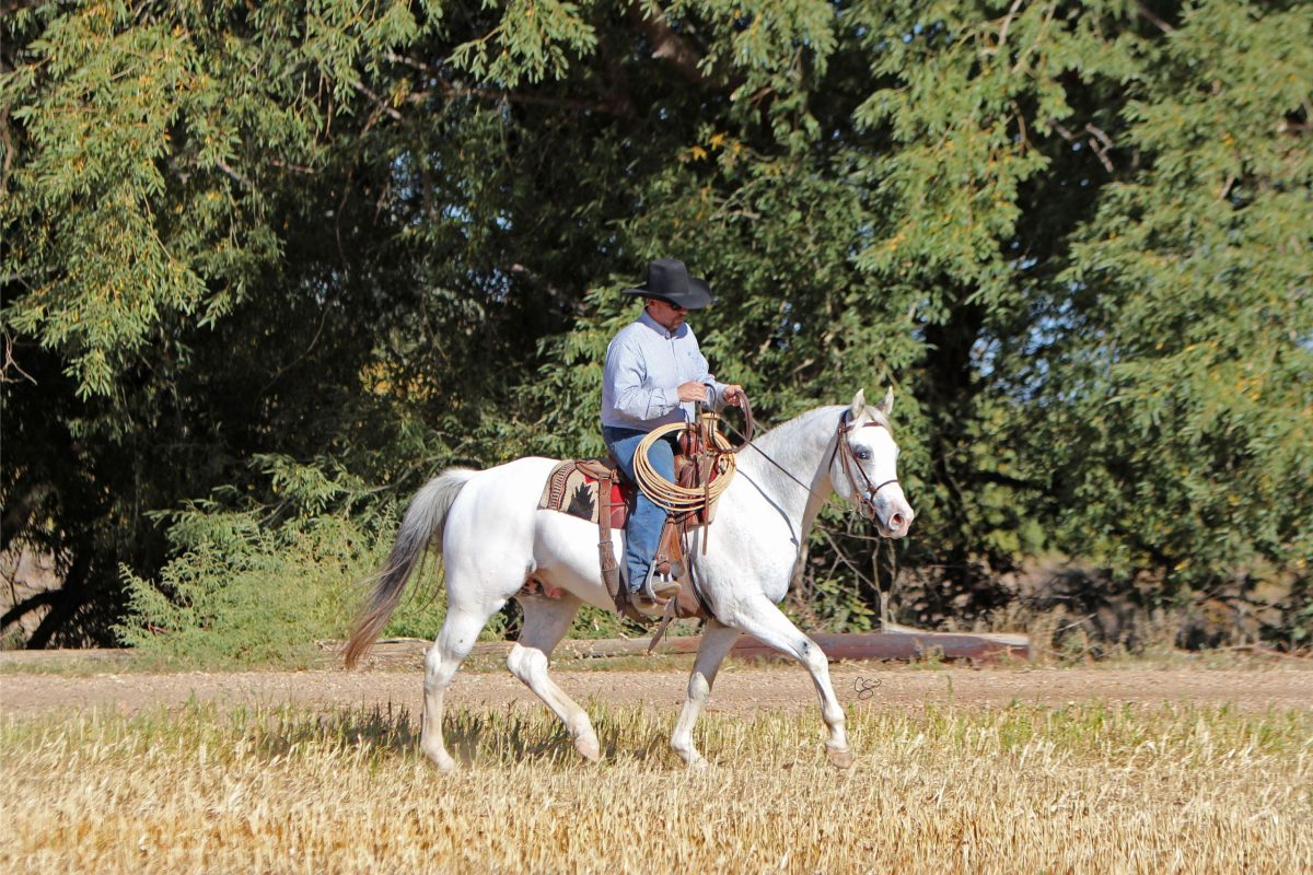 Sire: Neon Wrangler Dam: Send Me An Angel