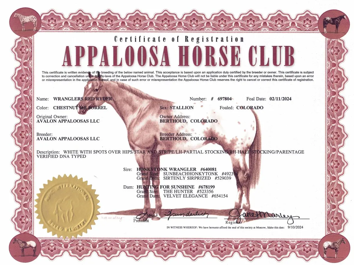 Wranglers Red Ryder - Certificate of Registration - Appaloosa Horse Club