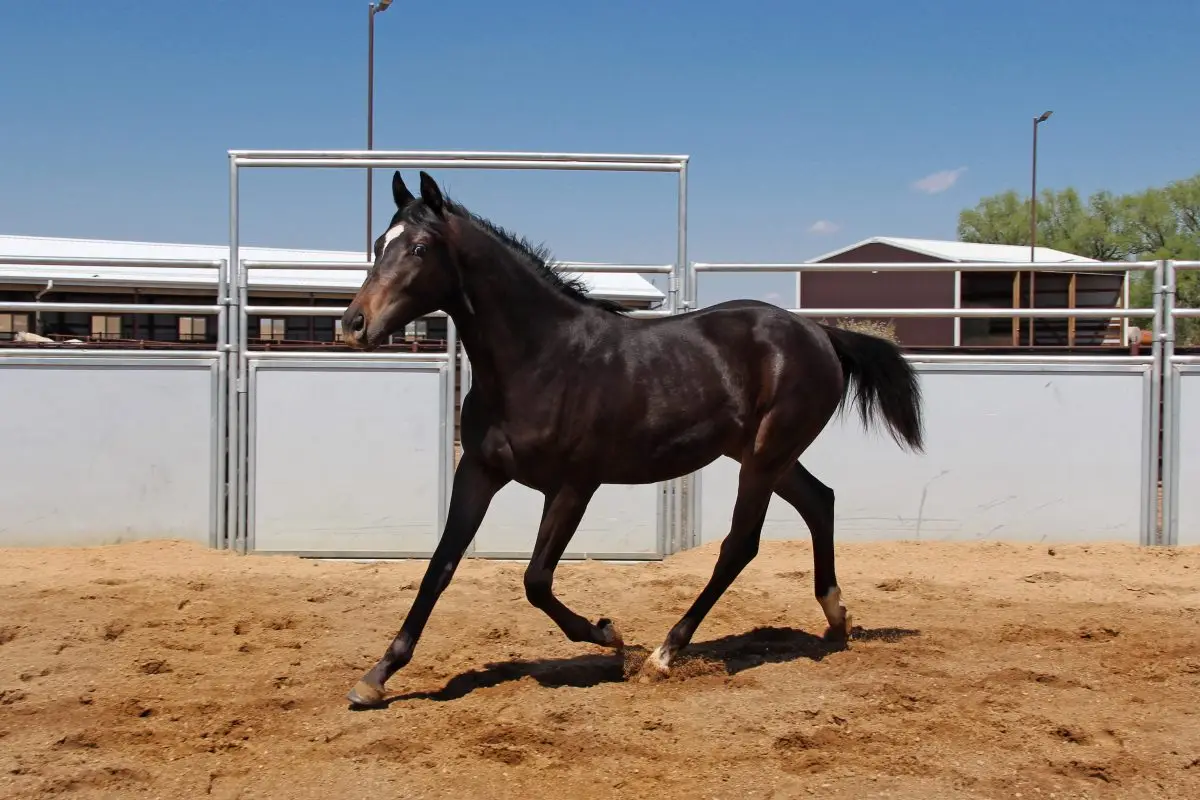 Sire: Neon Wrangler Dam: Talkin Shannon