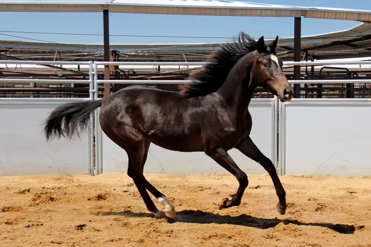 Sire: Neon Wrangler Dam: Talkin Shannon
