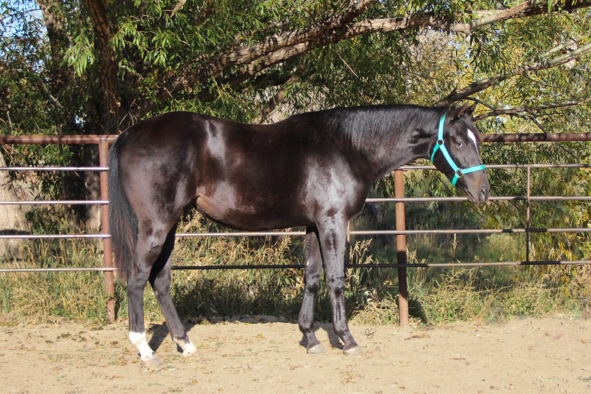Sire: Neon Wrangler Dam: Talkin Shannon