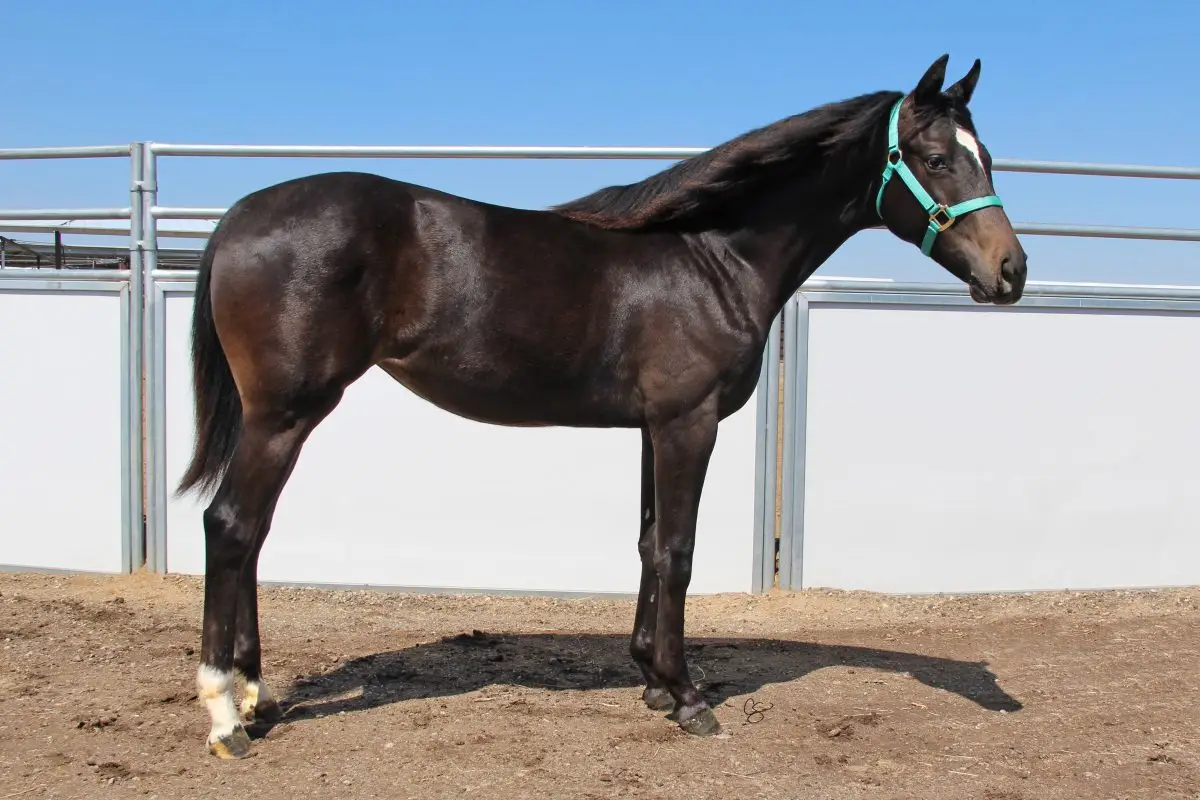 Sire: Neon Wrangler Dam: Talkin Shannon