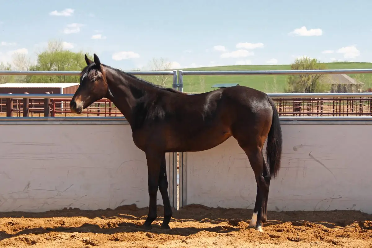 Sire: Neon Wrangler Dam: Talkin Shannon