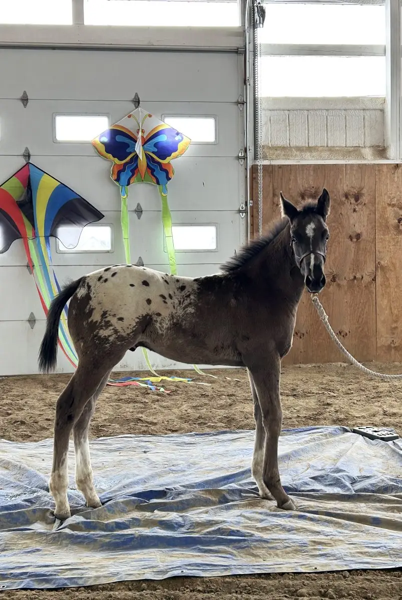 Neon Night Moves Stallion