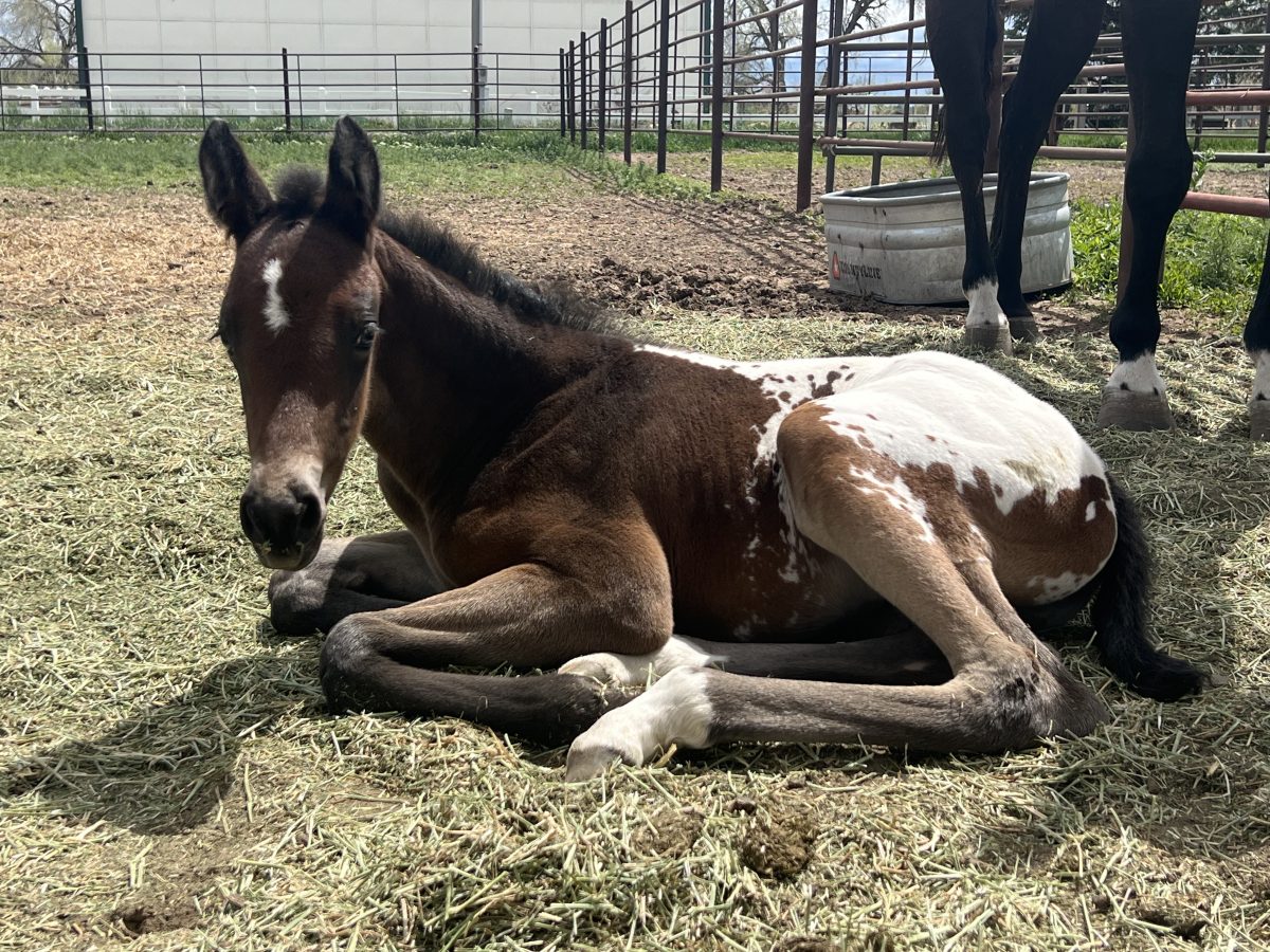 Sire: Honkytonk Wrangler Dam: Maid By Tack