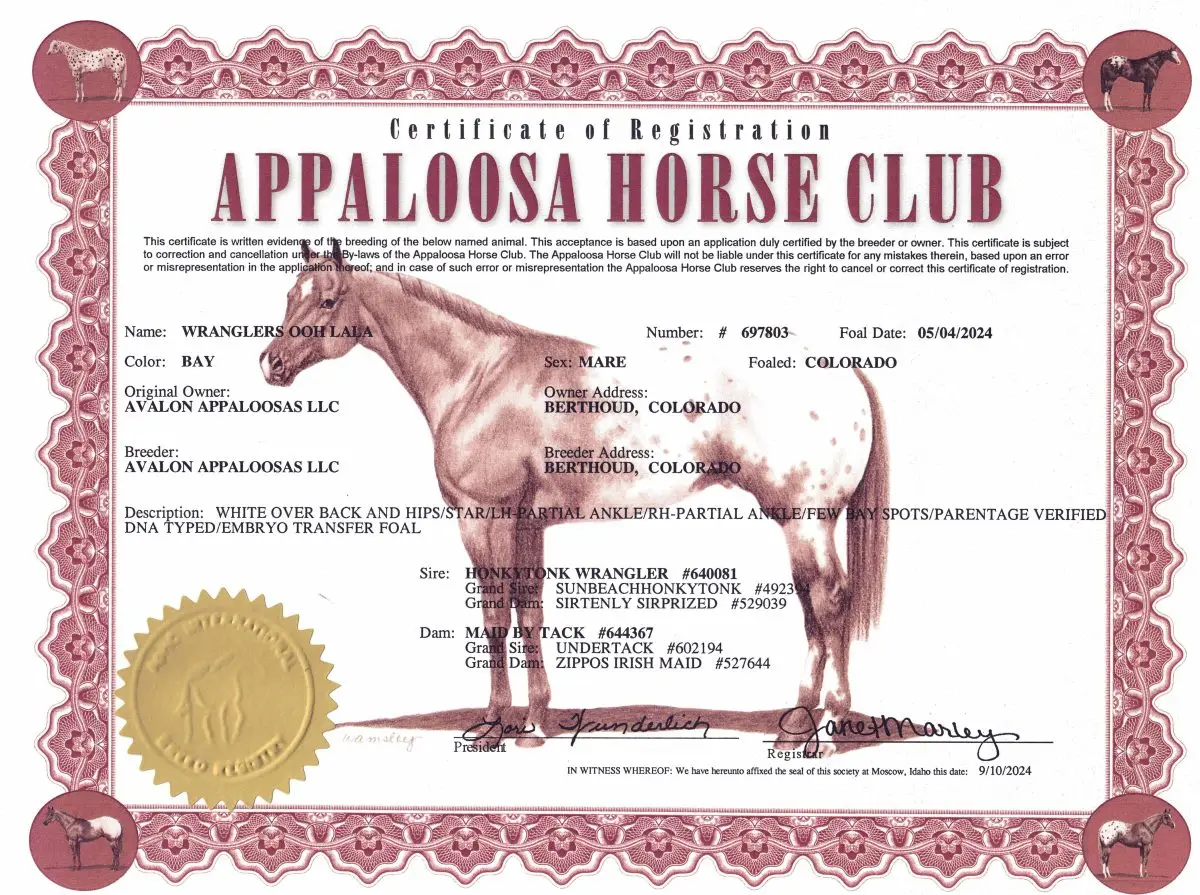 Wranglers Ooh LaLa - Certificate of Registration - Appaloosa Horse Club