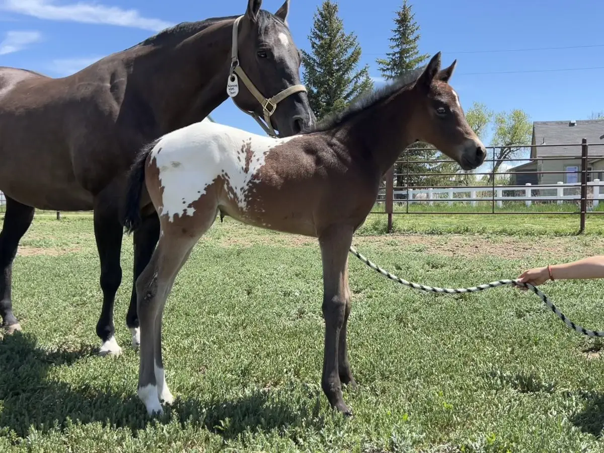 Sire: Honkytonk Wrangler Dam: Maid By Tack