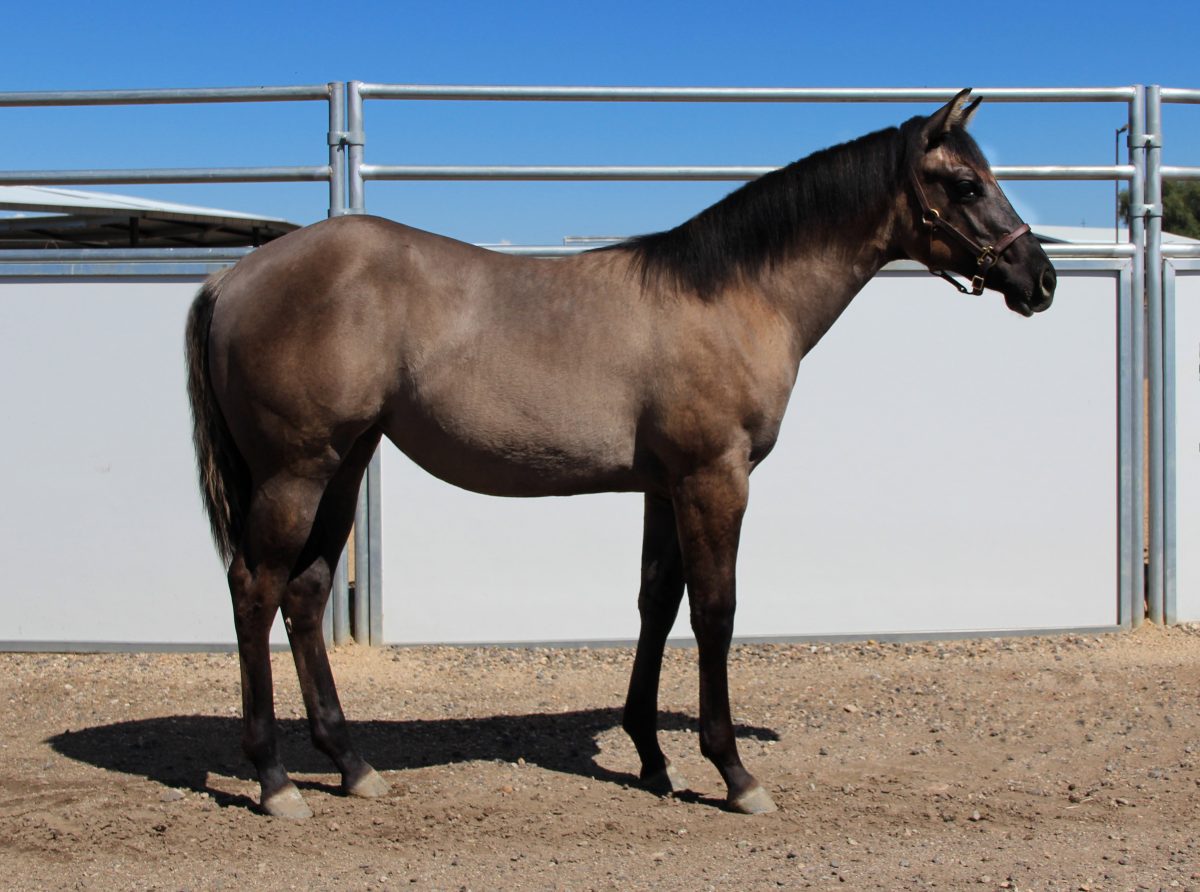 Sire: Diamond W Poco 171 Dam: Diamond W Pepto 178