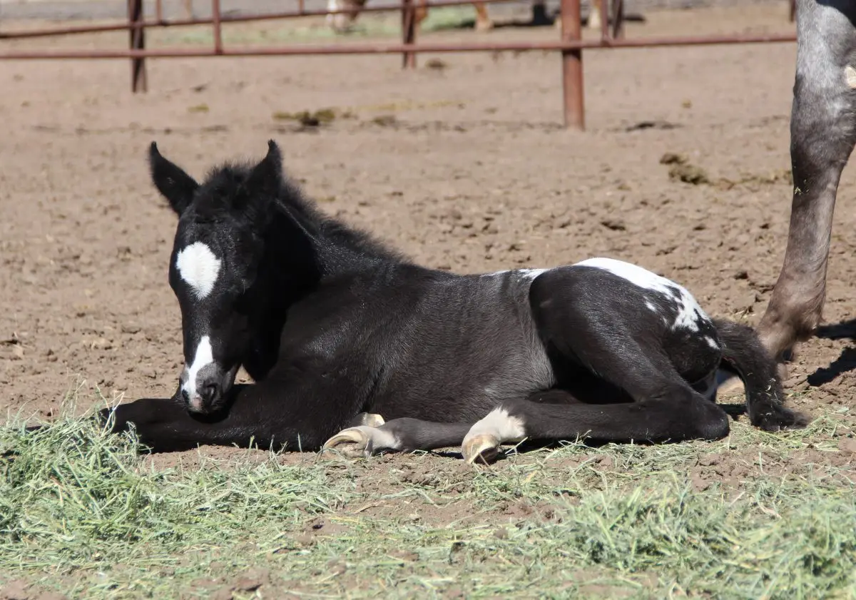 Neon Lite Bright foal
