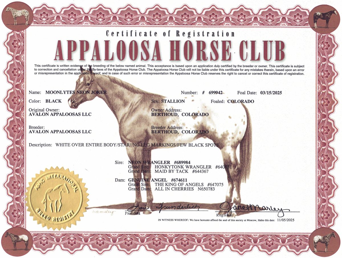 Sire: Neon Wrangler Dam: Genuine Angel