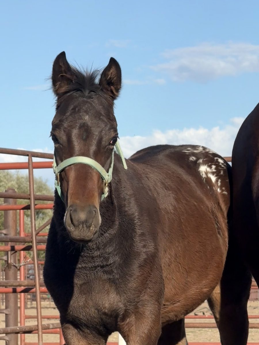 Sire: Neon Wrangler Dam: She's Irresistible
