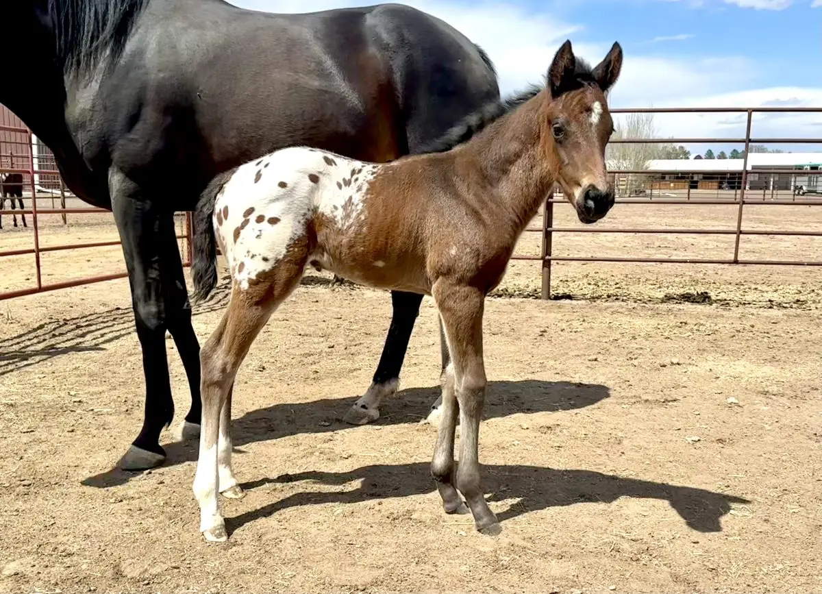Sire: Honkytonk Wrangler Dam: Talkin Shannon