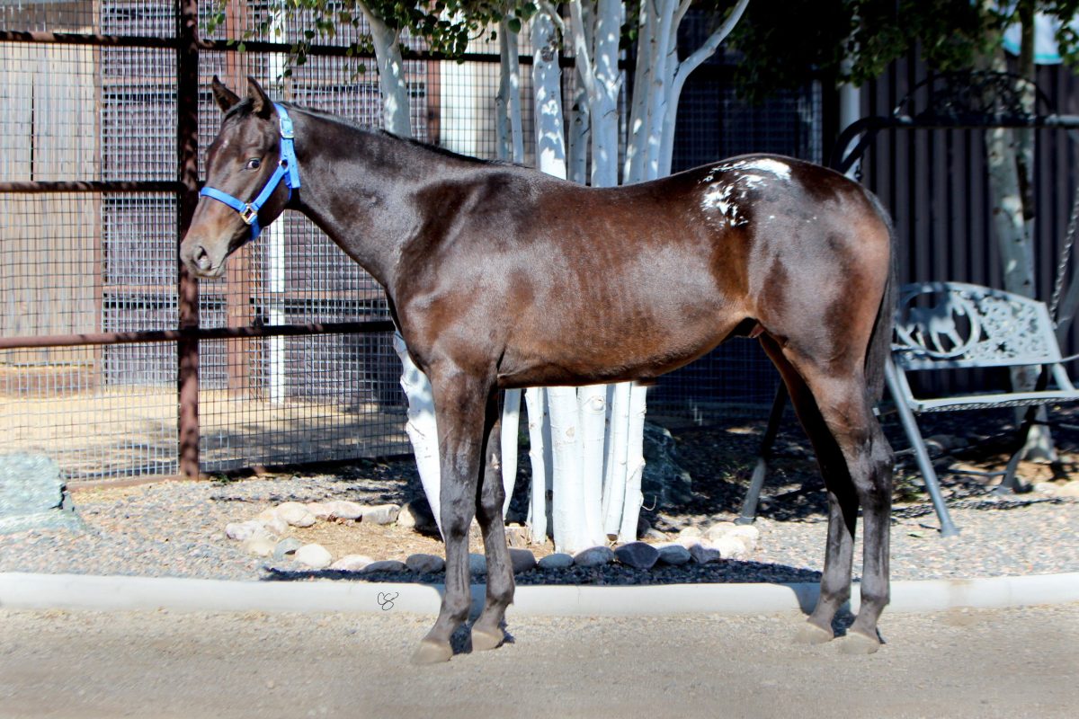 Sire: Neon Wrangler Dam: She's Irresistible (JC)