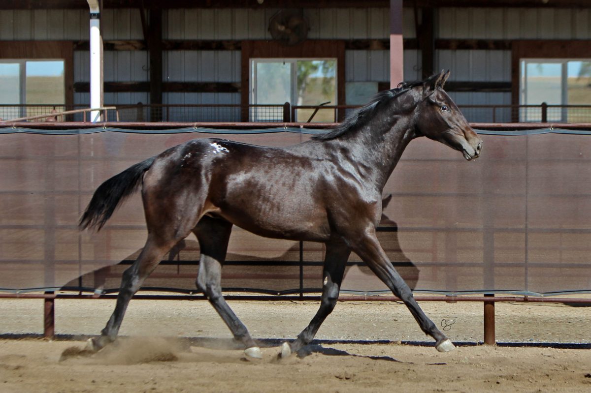 Sire: Neon Wrangler Dam: She's Irresistible (JC)