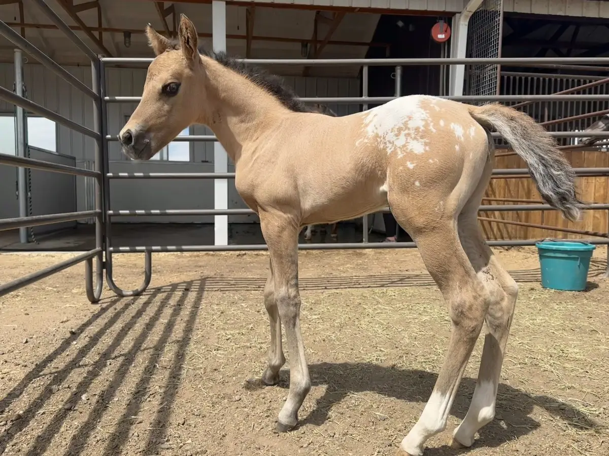 Neon Definitly DunIt Foal