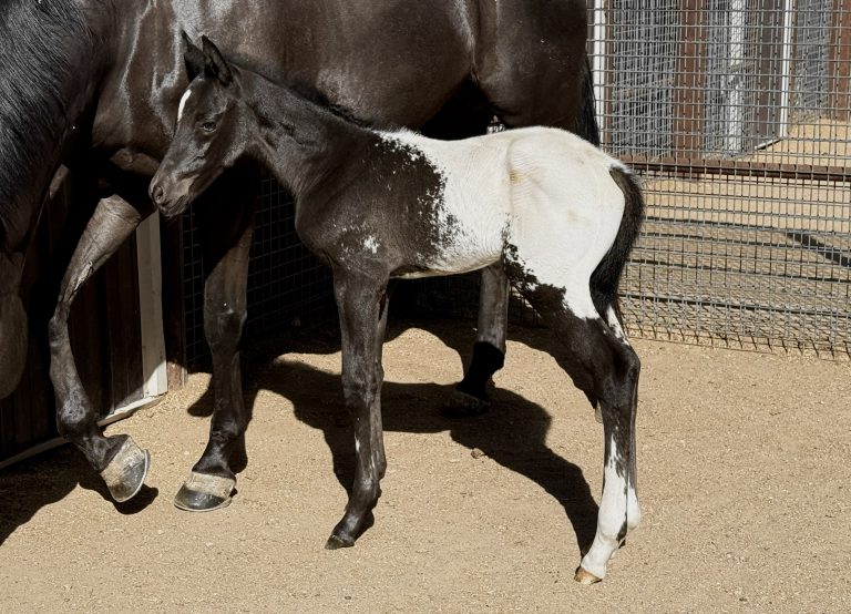 Wrangler’s DoubleTake