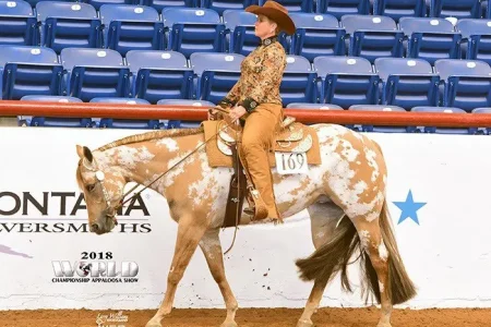 Avalon Appaloosas 2018 World Championship Appaloosa Show